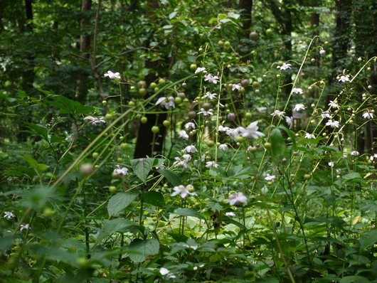 e0205713_1849100.jpg
