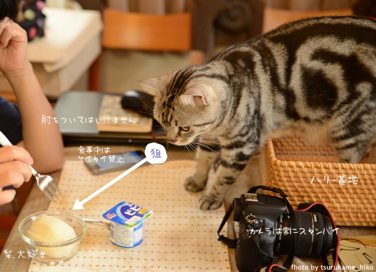 【本日のオヤツ】 イチバン好きな果物、梨ニョ。ハリーにあげずに、たべちゃうニョ。_a0158724_2359464.jpg