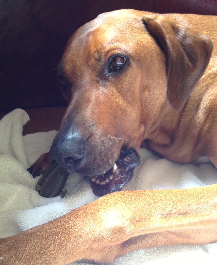 教えてください 犬の教育方 Please Teach Us How To Train An Old Dog アメリカからニュージーランドへ 教えてください 犬の教育方 Please Teach Us How To Train An Old Dog アメリカからニュージーランドへ