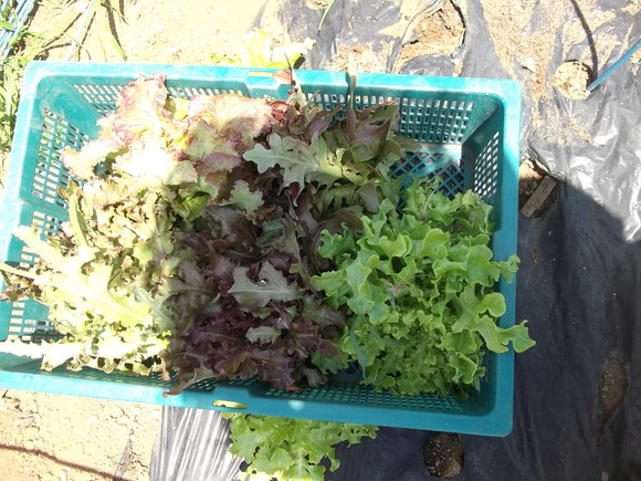 落花生の被害は停止中です!_b0137932_20211590.jpg