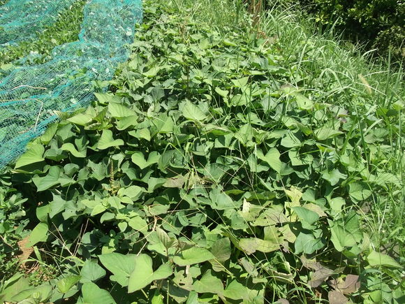 落花生の被害は停止中です!_b0137932_20333980.jpg