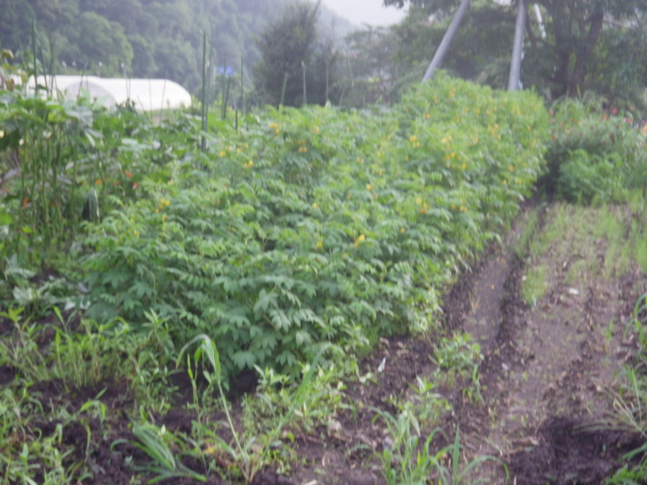 c0300035_92116.jpg