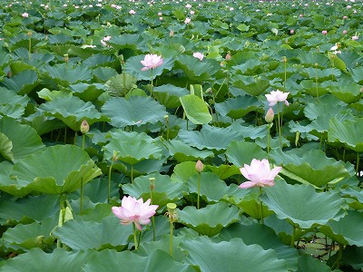 上越市高田公園の東洋一の蓮祭り_c0191138_22233042.jpg