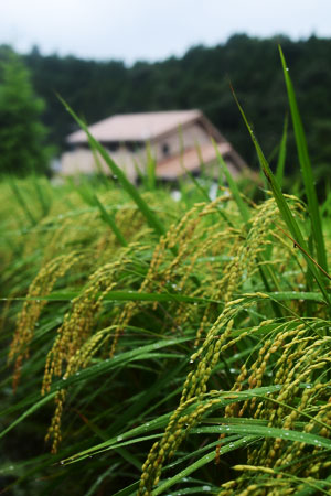 田舎道。_d0227246_13423729.jpg