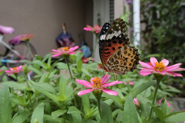 庭の蝶　１１種目：ヒメアカタテハ他（20140816-0817、千葉県松戸市）_f0345350_06313093.jpg