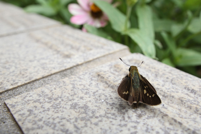 庭の蝶　１１種目：ヒメアカタテハ他（20140816-0817、千葉県松戸市）_f0345350_06331289.jpg