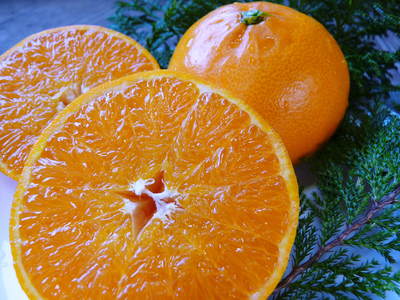 究極の柑橘「せとか」　きれいに、大きく、美味しく育てるために！果実の玉吊り作業_a0254656_16593314.jpg