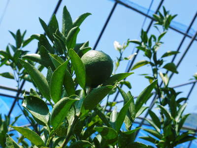 究極の柑橘「せとか」　きれいに、大きく、美味しく育てるために！果実の玉吊り作業_a0254656_17175776.jpg