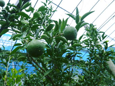 究極の柑橘「せとか」　きれいに、大きく、美味しく育てるために！果実の玉吊り作業_a0254656_1814233.jpg