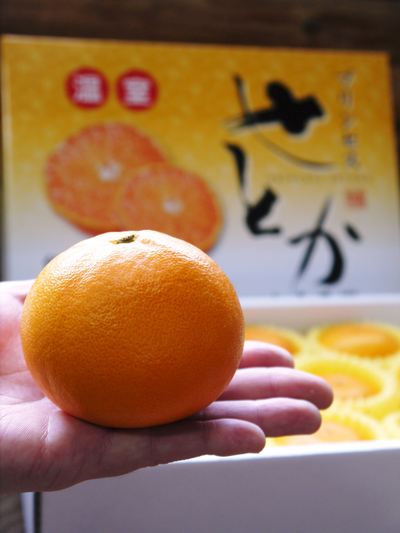 究極の柑橘「せとか」　きれいに、大きく、美味しく育てるために！果実の玉吊り作業_a0254656_18302884.jpg