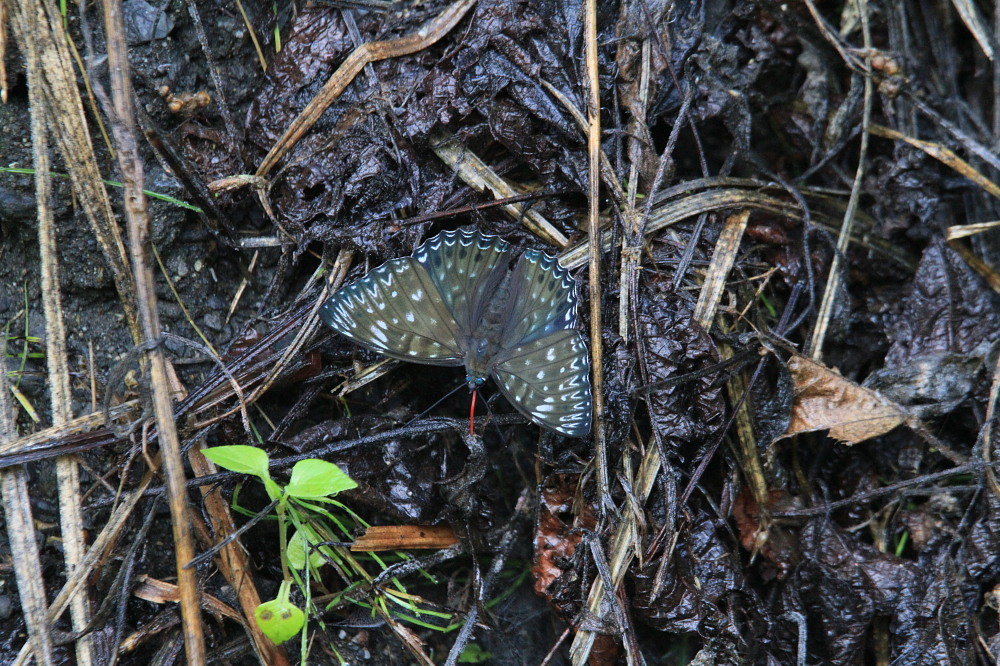a0146869_63630.jpg