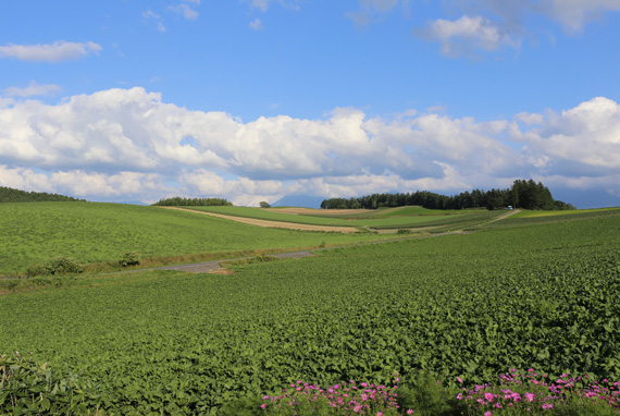 北海道・夏旅♪_b0086273_12131160.jpg