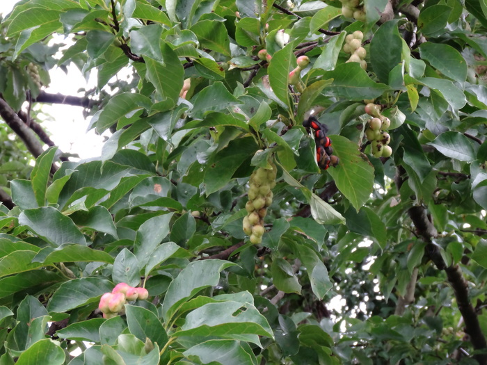 雨上がり・・・、知内川べりを歩く　　２０１４．８．１７_c0153880_15171729.jpg