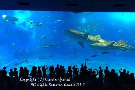 家族でokinawaへ・・・（3）　古宇利島～美ら海水族館へ。_e0237680_15182892.jpg