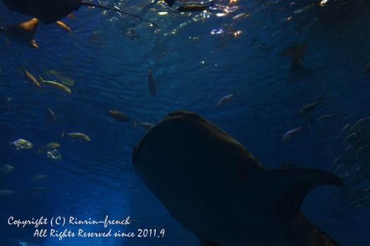 家族でokinawaへ・・・（3）　古宇利島～美ら海水族館へ。_e0237680_1519433.jpg