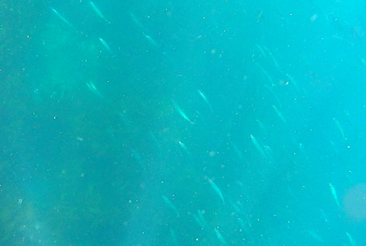a0213992_2332170.png