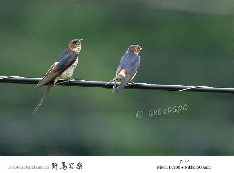 電線の野鳥たち＠東広島市 : とことんデジカメ