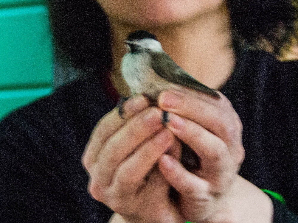 森のエゾリス舎の風除室に迷い込んでしまった”シジュウカラ”さん_f0276498_23102912.jpg