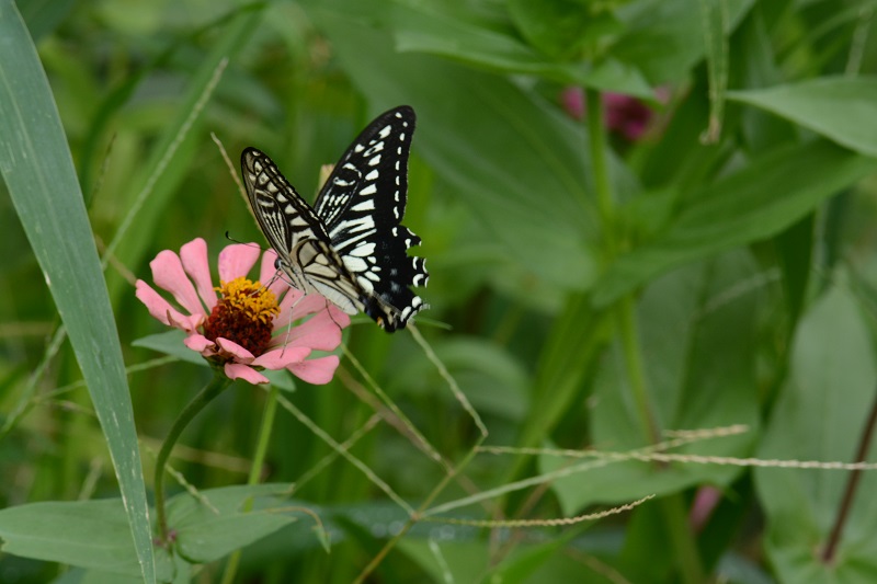 庭の花と訪問者たち！_b0277008_12471672.jpg