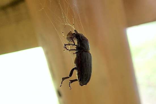 背に筋があるクワガタっぽい甲虫 クロカミキリ 黒天牛 世話要らずの庭