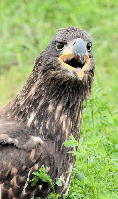 北の森からエゾリスと野鳥便り _d0098721_1883819.jpg