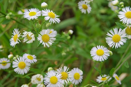 2014年8月18日　野辺山高原の花々_b0341140_19102842.jpg