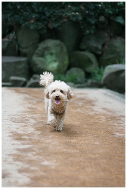 等々力 涼をもとめてマイナスイオン 等々力渓谷 で犬散歩 My Toypoodle