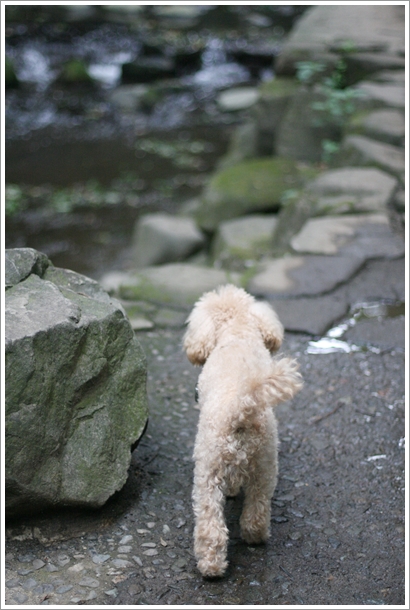 等々力 涼をもとめてマイナスイオン 等々力渓谷 で犬散歩 My Toypoodle