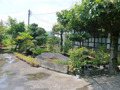 熊本産パイナップル 開花宣言!!再販売へ向け全力準備中!!_a0254656_17335213.jpg