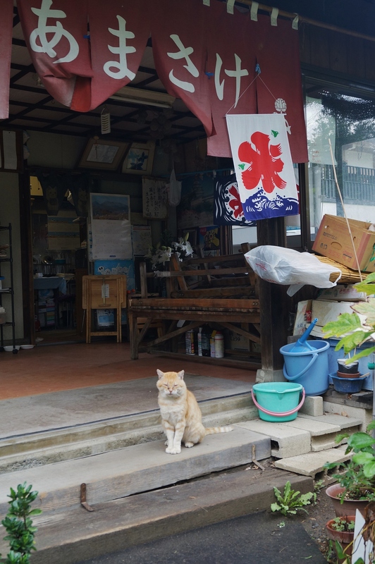 信濃・善光寺の茶屋の看板猫_b0063958_17502285.jpg
