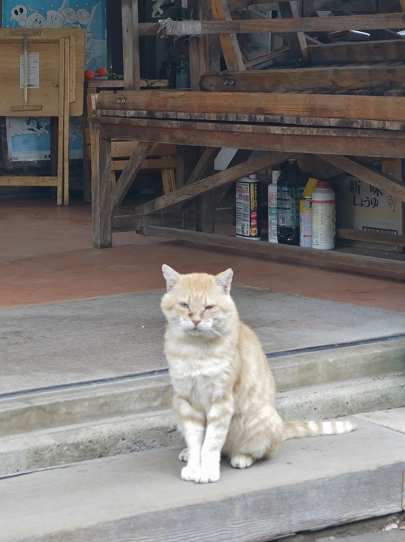 信濃・善光寺の茶屋の看板猫_b0063958_1750472.jpg