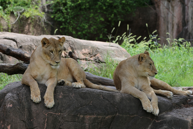 天王寺動物園の動物たち　　その８_c0272958_21271260.jpg