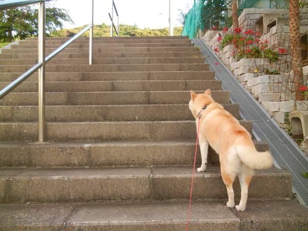 ’14,8,19(火)今日は俳句の日!_f0060461_105573.jpg