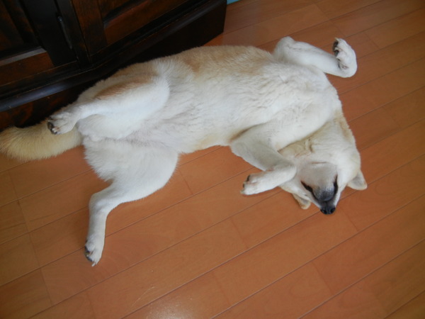 ’14,8,19(火)今日は俳句の日!_f0060461_113179.jpg