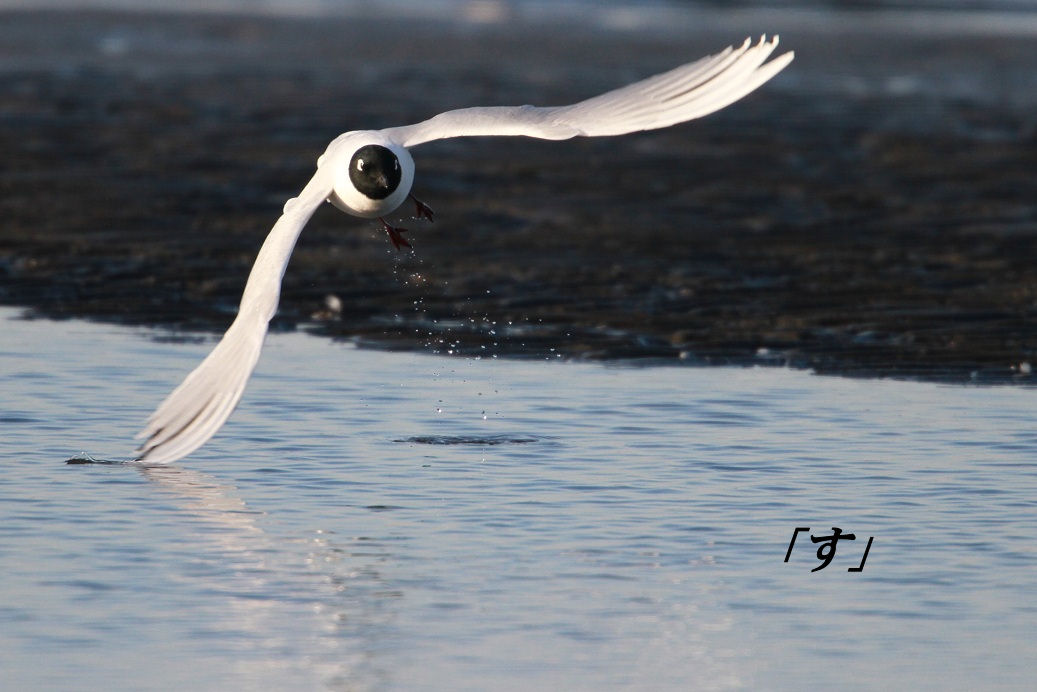 野鳥と遊ぶいろはカルタ　「す」_e0049063_19313984.jpg