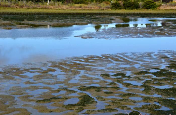 At Bay View marsh #2- San Rafael_a0126969_6281650.jpg