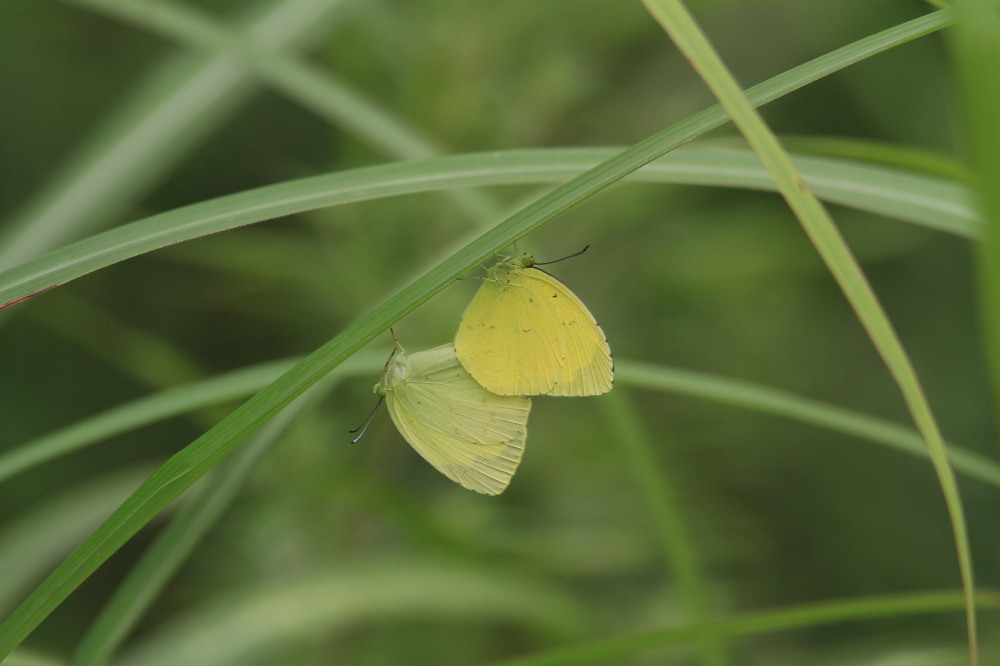 サカハチチョウ　鹿の食害を逃れて。　2014.8.13栃木県その２_a0146869_62287.jpg