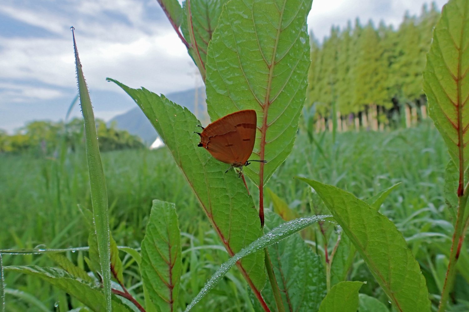 2014年信州蟻の巣小灰蝶（3）_a0071470_1140439.jpg