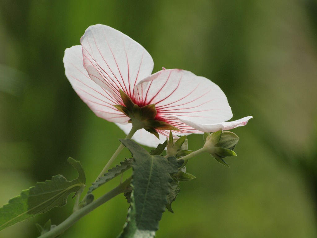 『高砂芙蓉(タカサゴフヨウ)の花　愛らしく・・・』_d0054276_20224154.jpg