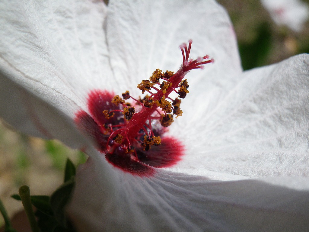 『高砂芙蓉(タカサゴフヨウ)の花　愛らしく・・・』_d0054276_20232366.jpg