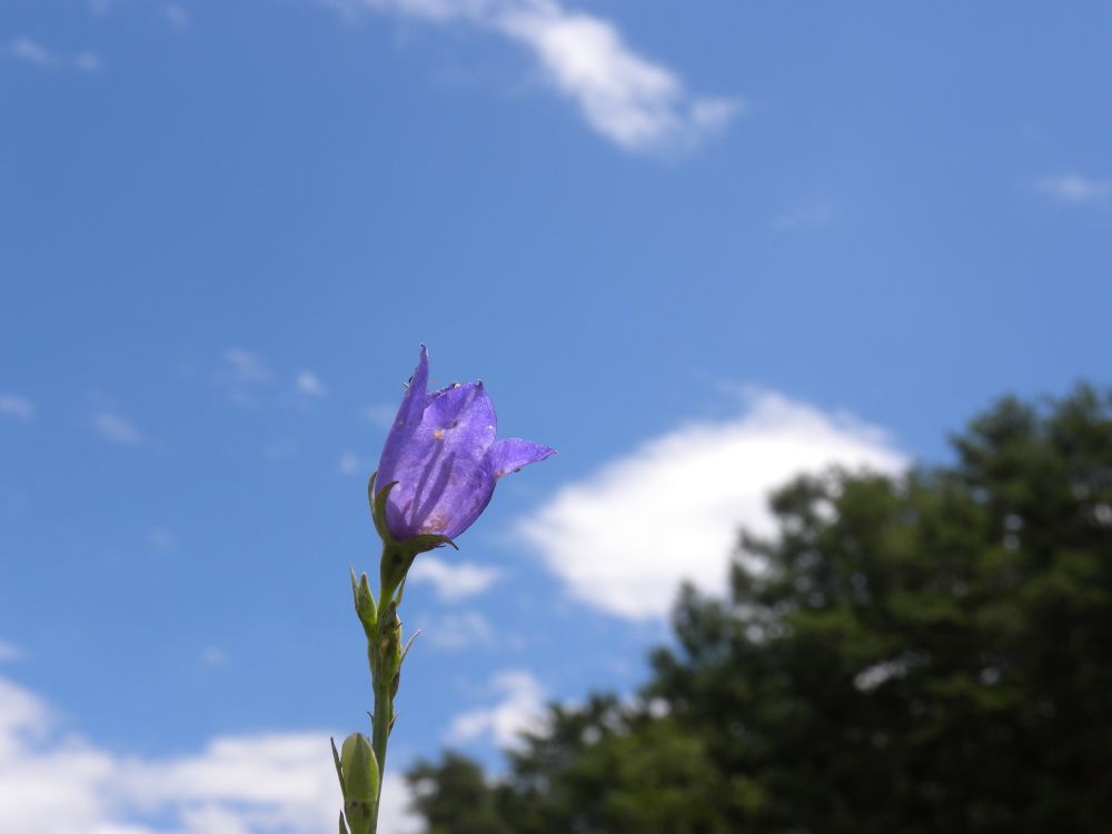 夏蕎麦の収穫・季節の変わり目編 _b0329588_17451183.jpg
