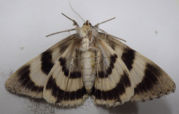 f0159390_98831.jpg