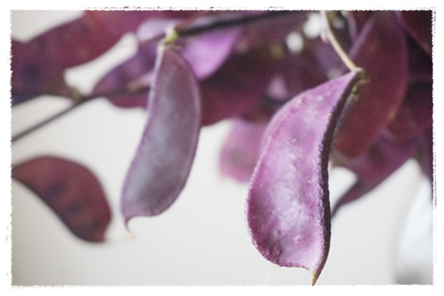 ドリコス ルビームーン 今日も一輪 はなあしらい