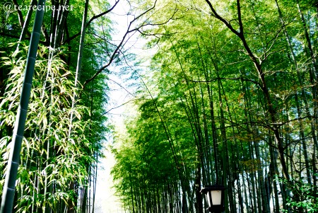 初詣 at 修禅寺_d0227799_1015148.jpg