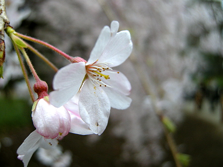 六義園夜桜_d0227799_14154511.jpg