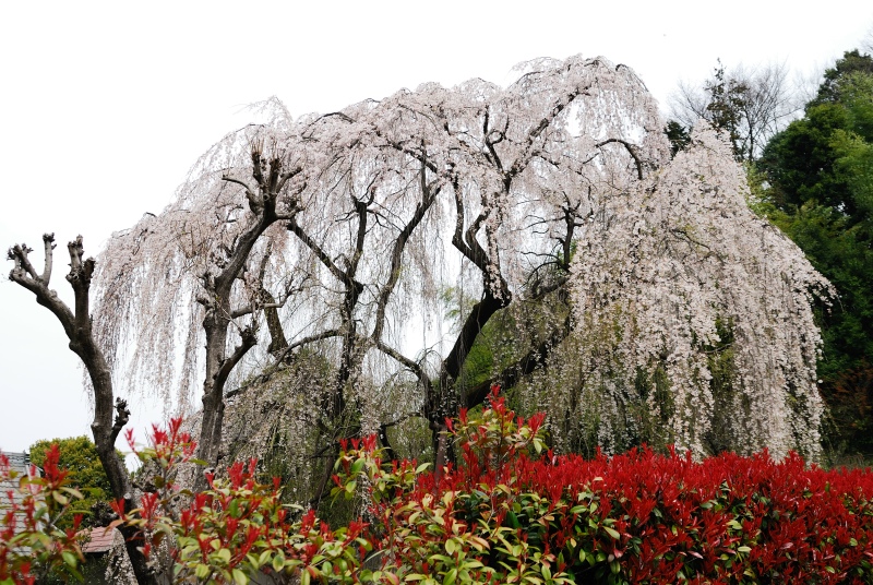 唐木田　川井家の枝垂れ桜_d0227799_15151835.jpg