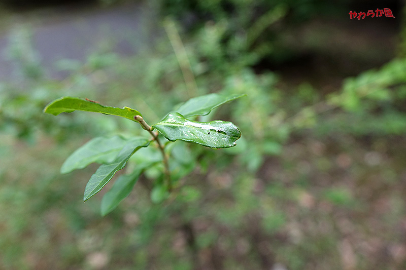 b0134907_11395883.jpg