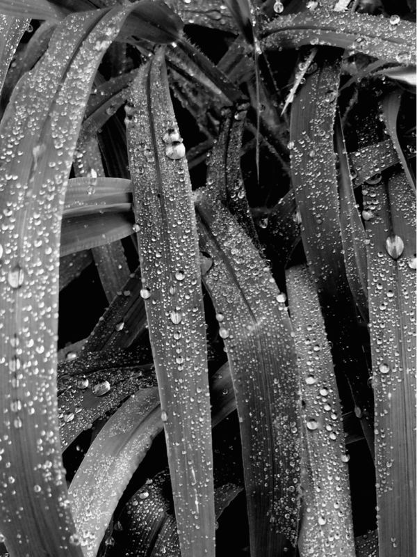 霧雨の名残り_f0155808_11435924.jpg