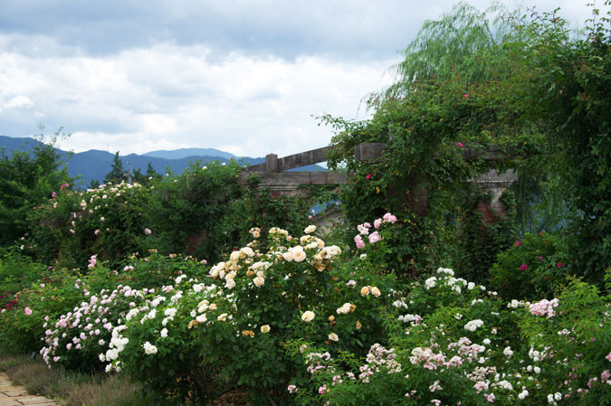 長野県中野市　一ツ木公園の夏薔薇2_a0263109_13141258.jpg