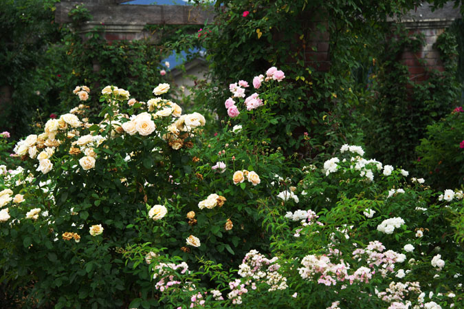 長野県中野市　一ツ木公園の夏薔薇2_a0263109_13141446.jpg